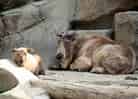 動物図鑑・ゴールデンターキン 7